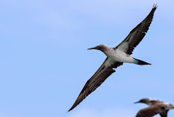 galapagos bird suffering iconic decline population flies footed pitt booby point