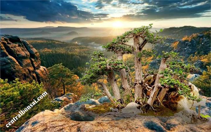 Cara Pemangkasan Daun-Cabang-Akar Bakalan bonsai