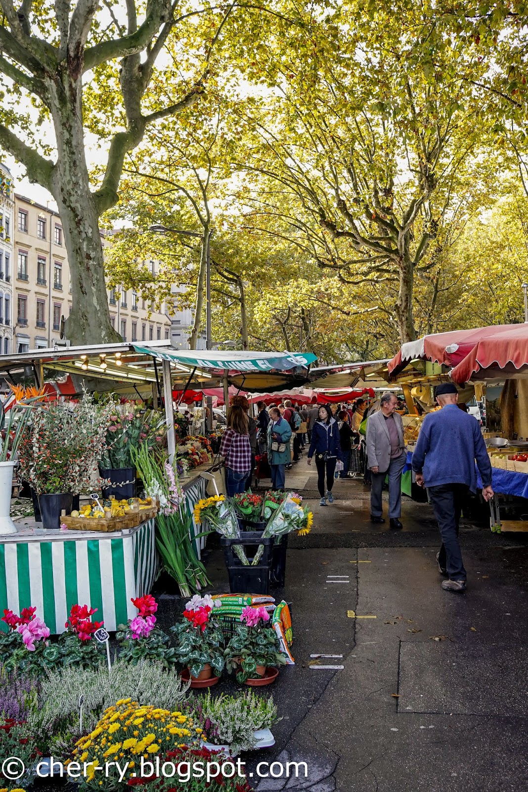 Life of a Lil Notti Monkey Marche St Antoine, Lyon