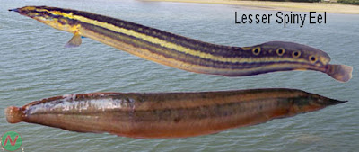 lesser spiny eel, lesser spiny eel fish