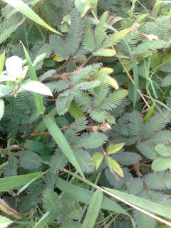 ciri dari flora ini ialah daunnya kecil Puteri Malu
