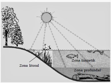 Pembagian zona pada ekosistem danau Pembagian zona pada ekosistem danau