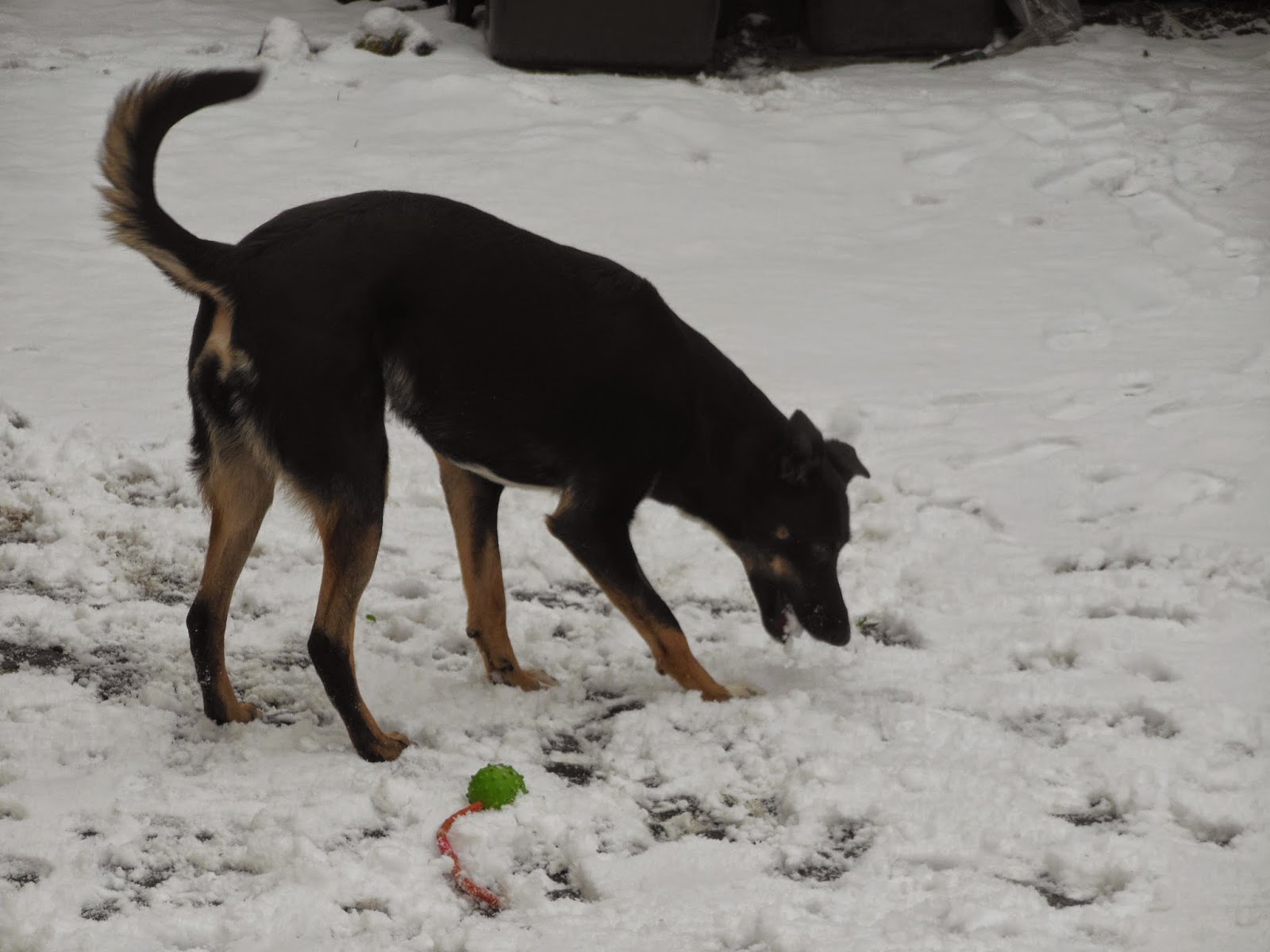 pflegestelle_hund — Der Hundeblog