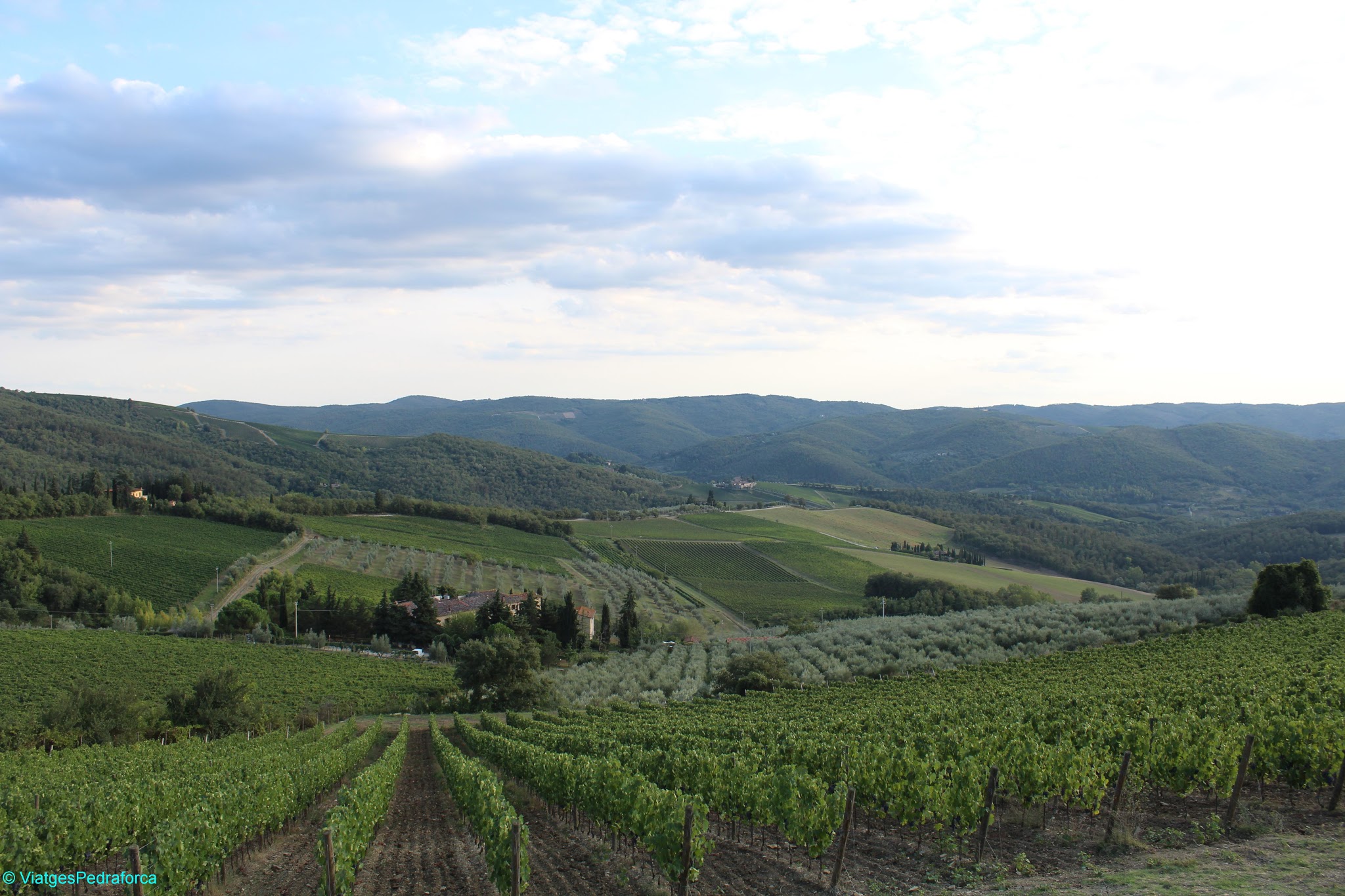 Vinyes del Chianti, Toscana, Italia