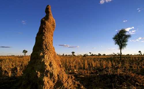 Sarang Rayap Indikator Tambang Emas Qnd News