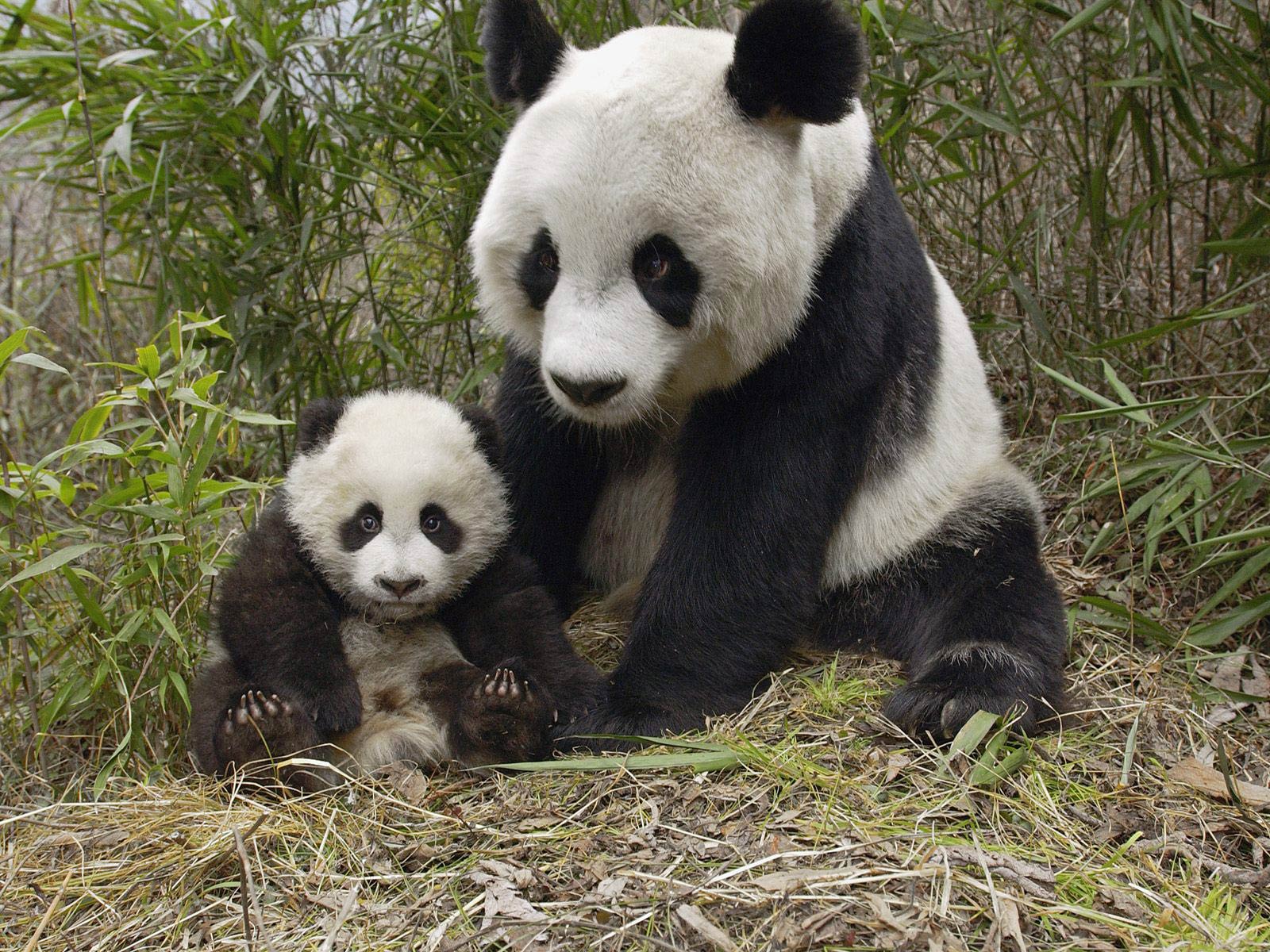 gambar: Gambar Panda Lucu Lengkap
