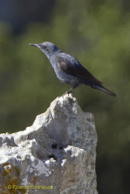 Roquero solitario (Monticola solitarius)