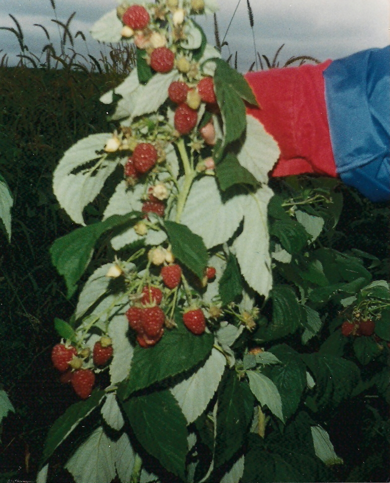 Lake Emily Garden formerly known as Earthworks, St. Peter, Minnesota