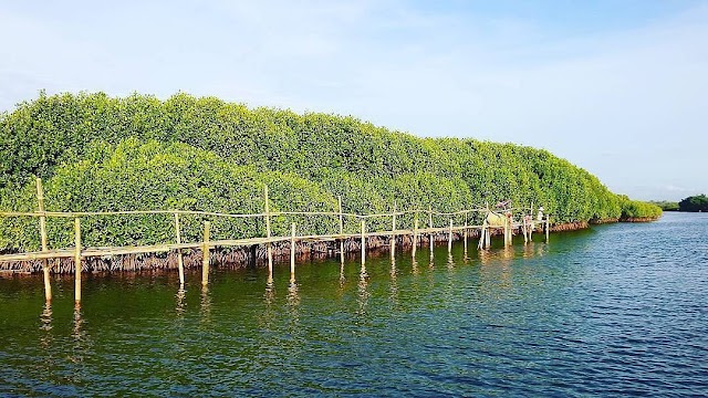 Rute Menuju Hutan Mangrove Pantai Congot, Wisata Hits Jogja Desember Ini