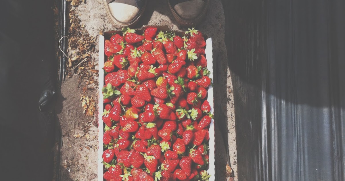 cooking. eating. carousing. 8 Tips on Strawberry Picking in Perth (and