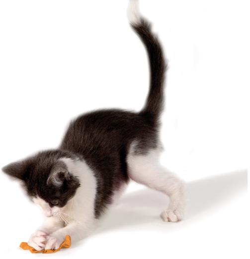 How To Keep Your Cat Or Kitten Amused For Hours