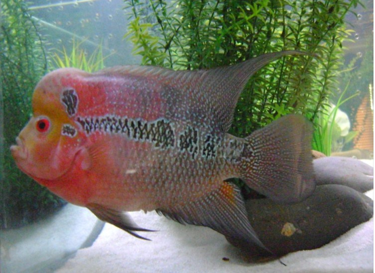 Inilah Cara Budidaya dan Tekhnik Perawatan Ikan Louhan yang Mudah Inilah Cara Budidaya dan Tekhnik Perawatan Ikan Louhan yang Mudah