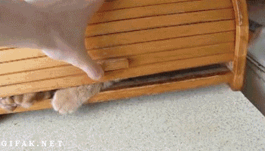 Funny cats - part 262, funny cat gif, best cat gifs