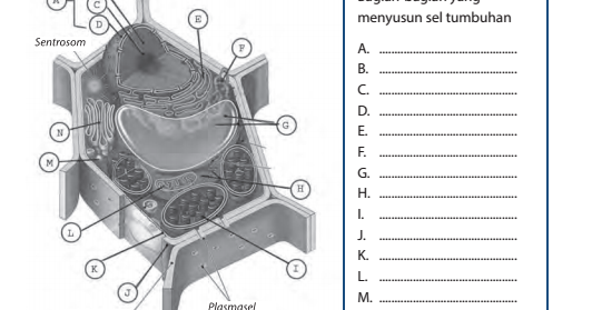 RAJA MASTER SOAL: Soal Bab 1 Sistem Organisasi Kehidupan Makhluk Hidup