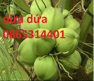 Cung cấp giống cây dừa dứa, dừa dứa thơm, cung cấp số lượng lớn.
