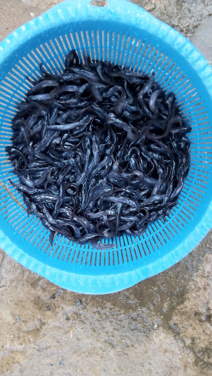 MC AGRIC SERVICES Fast Growing Catfish Fingerlings, Post fingerlings