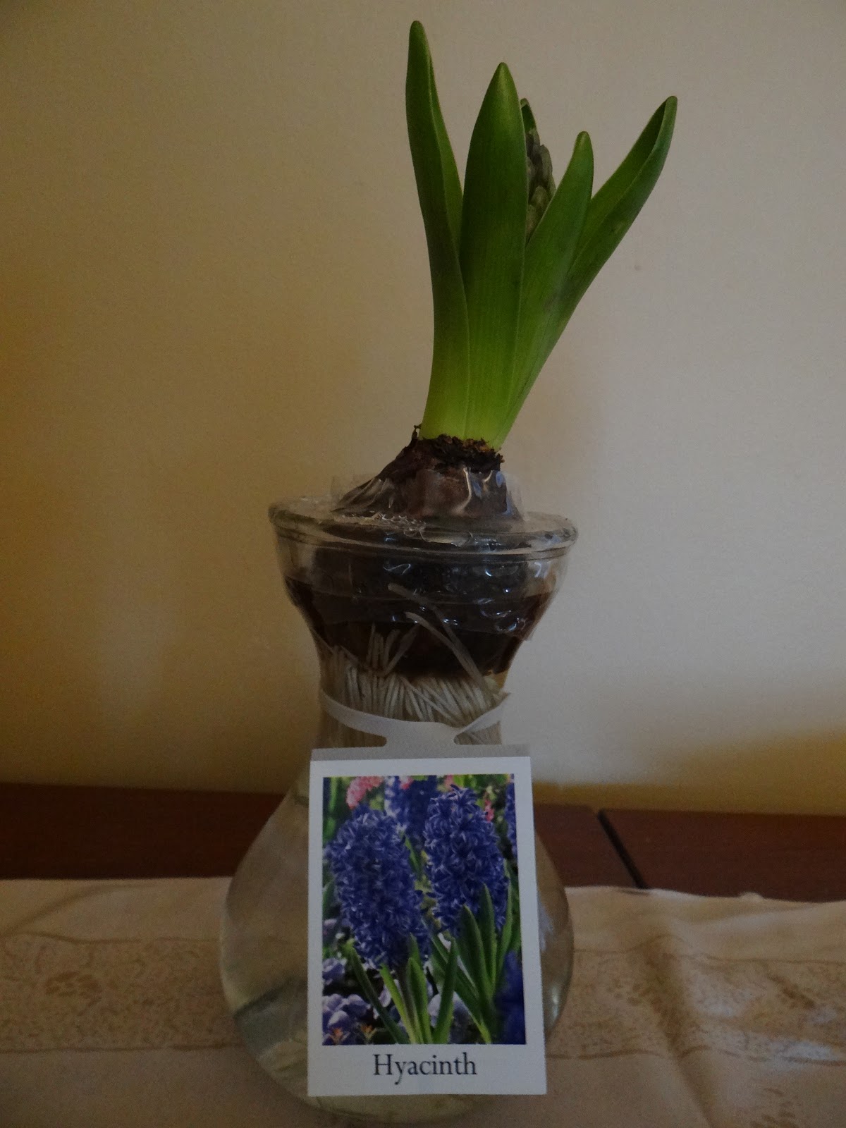 Trader Joe's 365 Hyacinth