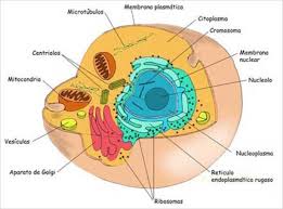 Célula eucariontes