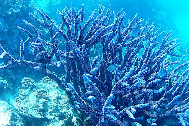 Dreamtime Sail: Fitzroy Reef - Another underwater wonderland.