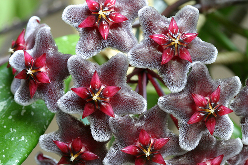 Hoya%2Bpubicalyx%2Bred%2Bbuttons.jpg