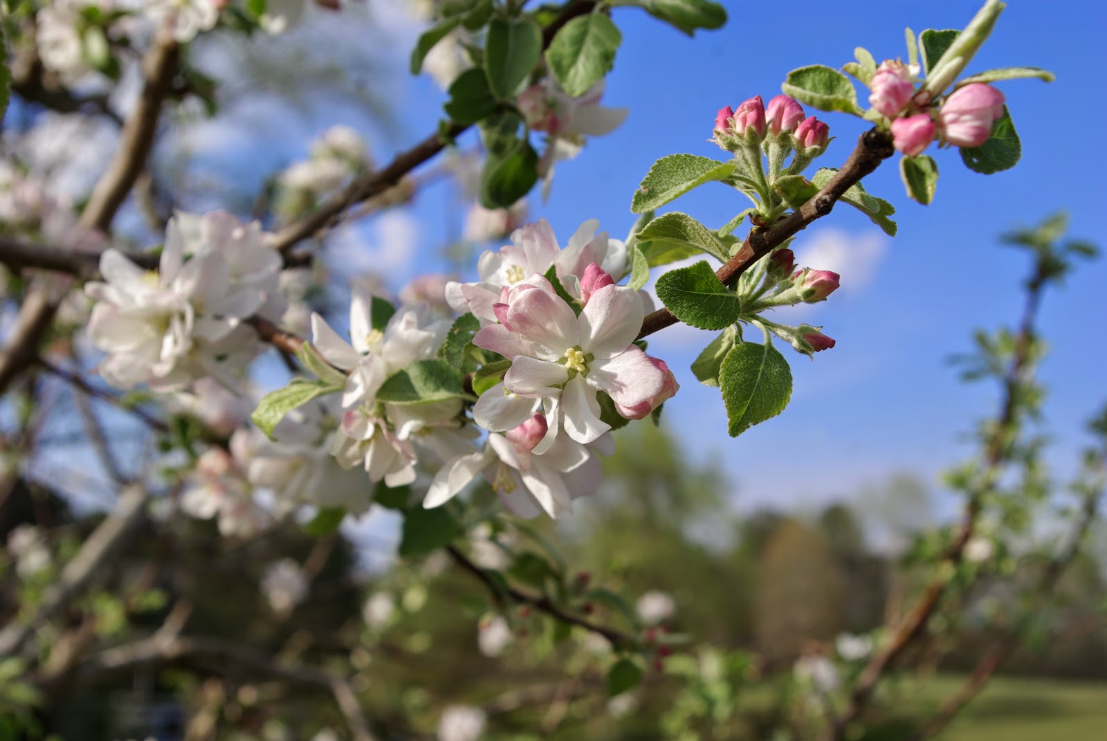 sweetbay Apple Tree Blossoms