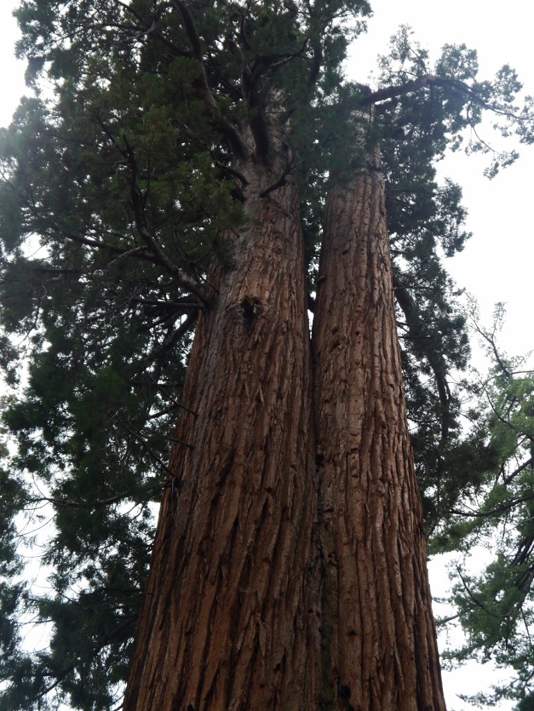 Mariposa Grove Yosemite Californie Séquoias Géants