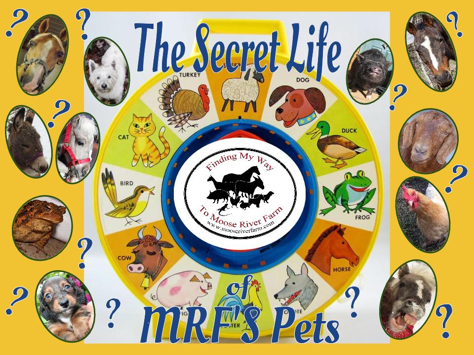 Finding My Way to Moose River Farm: The Secret Life of MRF's Pets