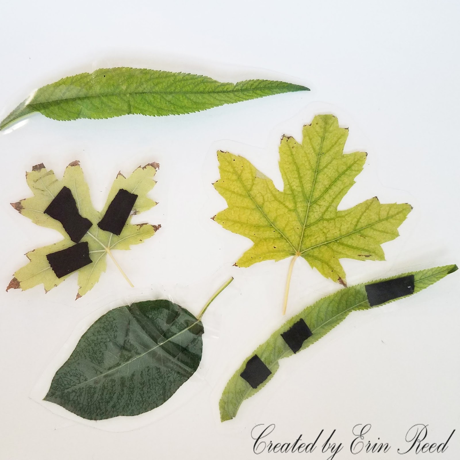 Erin Reed Makes 4 Fun Ways to Use Laminated Leaves