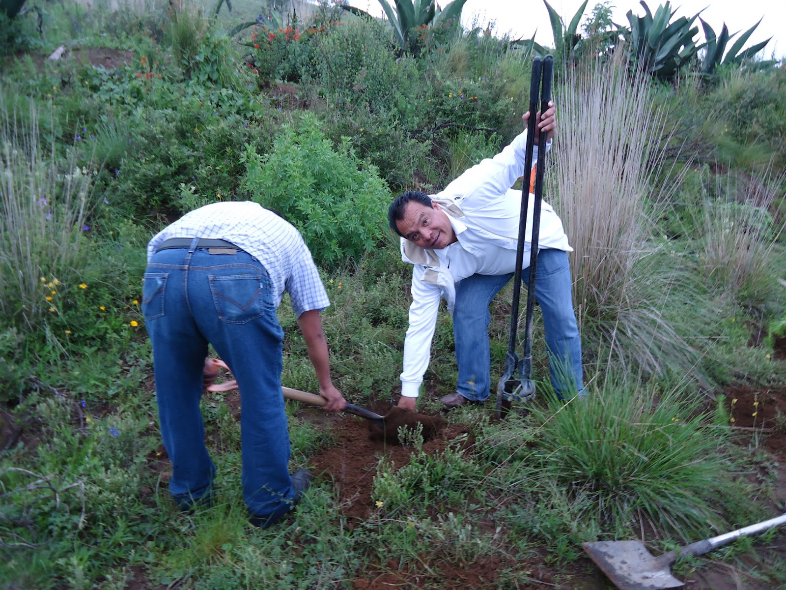 Revista El Griton EN TETLA DE LA SOLIDARIDAD, REFORESTAN UNA PARTE DEL