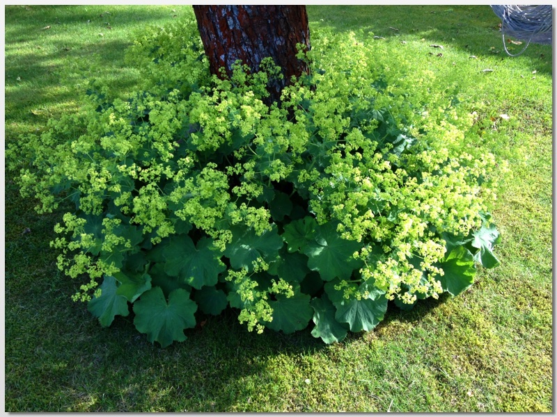 Dani S Blog Eine Runde Durch Den Garten