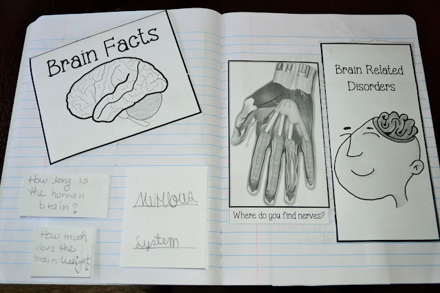 The Hermit Crabs Homeschool: Human Body Nervous System