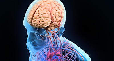 佛度有緣人-為什麼你需要”長時間低強度”有氧訓練? Human-anatomy-illustration-central-nervous-system-with-a-visible-brain-Shutterstock-800x430