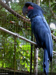 Jual Burung Kakatua Online Kaka Tua Raja Hitam
