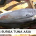 Bitung Surga Tuna Asia