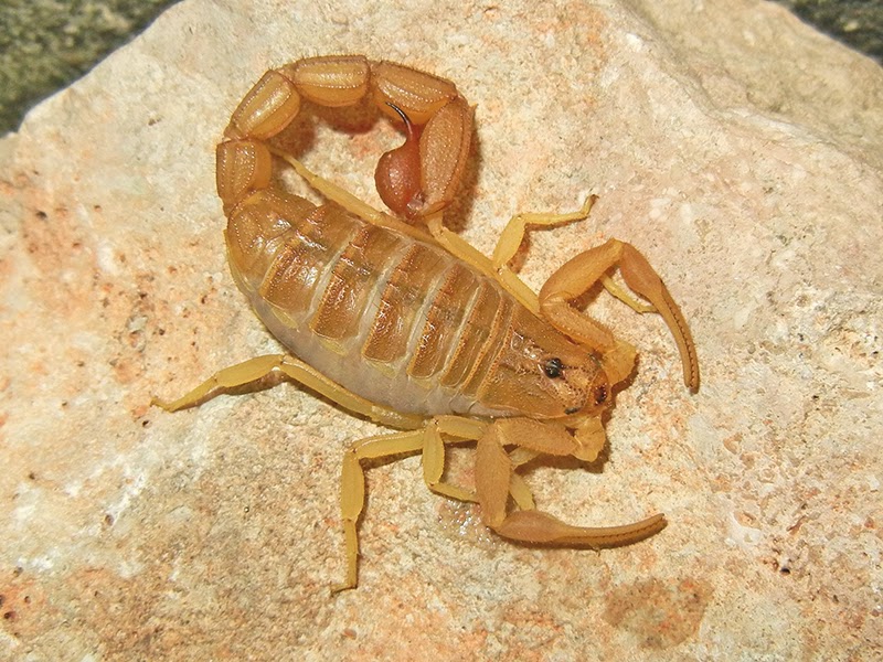 The Scorpion Files Newsblog A review of the genus Hottentotta