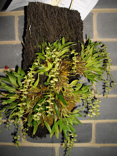 Acine orhideje info: Dendrobium: grupe Amblyanthus - Australorchis