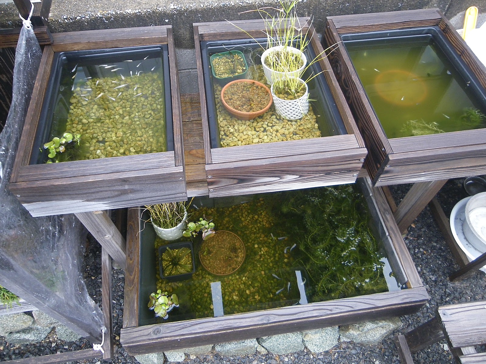 旭山桜が開花しそうです。メダカのビオトープを少しずつキレイにしています。メダカの大工