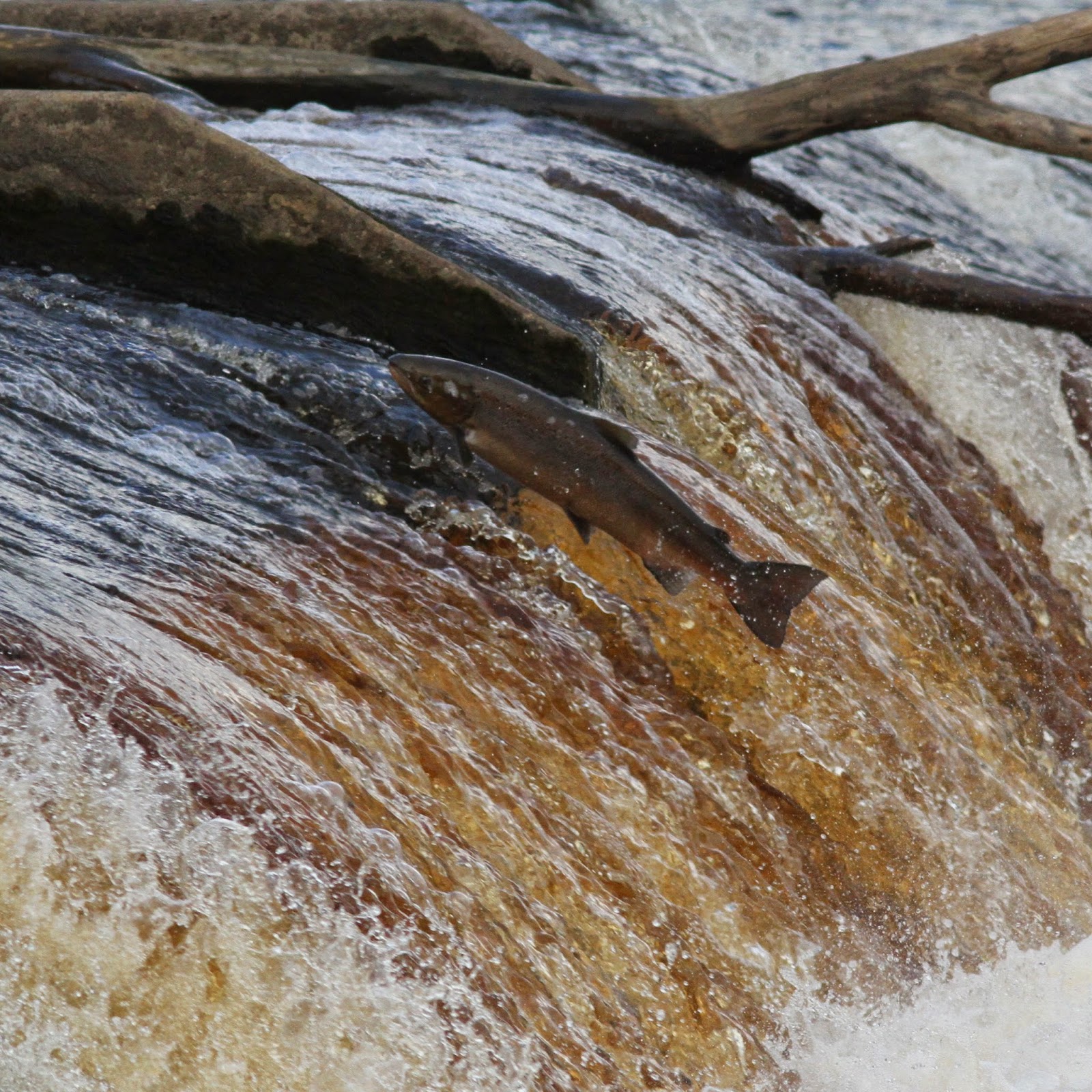 TrogTrogBlog Salmon leaping at Hexham weir