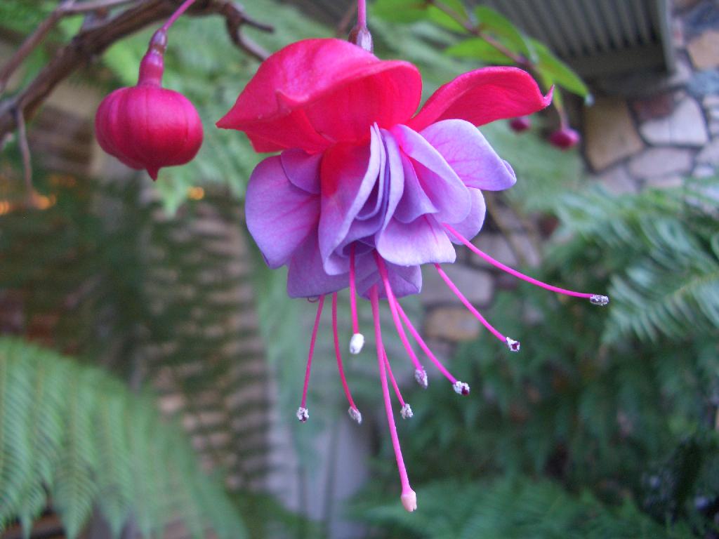 Pictures Of Exotic Flowers 7