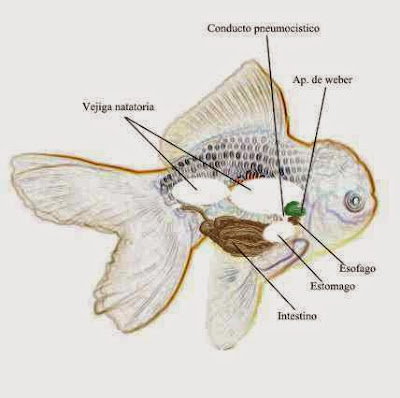 LA VEJIGA NATATORIA DEL PEZ GOLDFISH LA VEJIGA NATATORIA DEL PEZ GOLDFISH