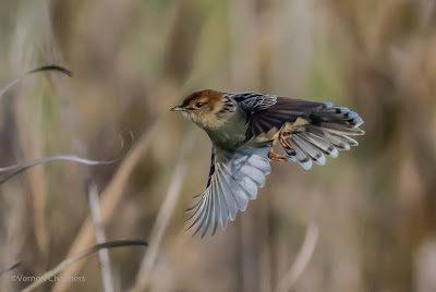 Challenges of Small Bird in Flight Photography - Canon EOS 7D Mark II