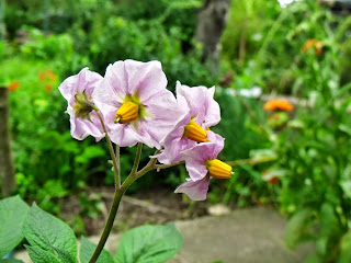 Kartoffelblüte (C) by Joachim Wenk Kartoffelblüte (C) by Joachim Wenk