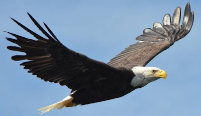 Animals That Start With E - Eagle Animals That Start With E - Eagle