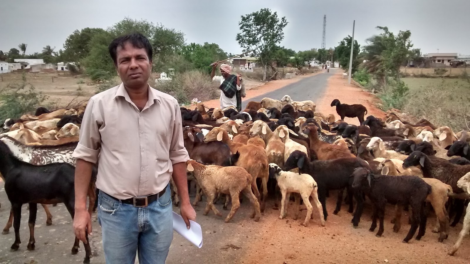Mumbai Goat Marketing Now you can sell and buy goats on your mobile phone