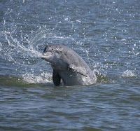 dolphin splashing