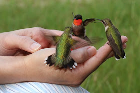 Humming Birds