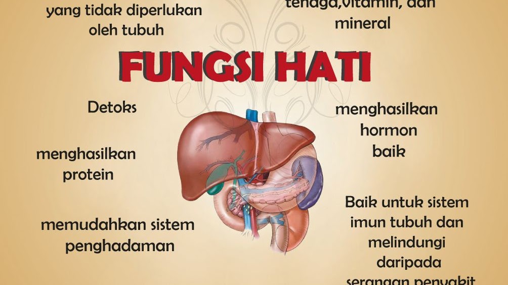 7 Fungsi Hati Dalam Sistem Ekskresi Pada Manusia