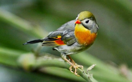 List Daftar Harga Terbaru Burung Robin Saat Ini Di Tahun 2018