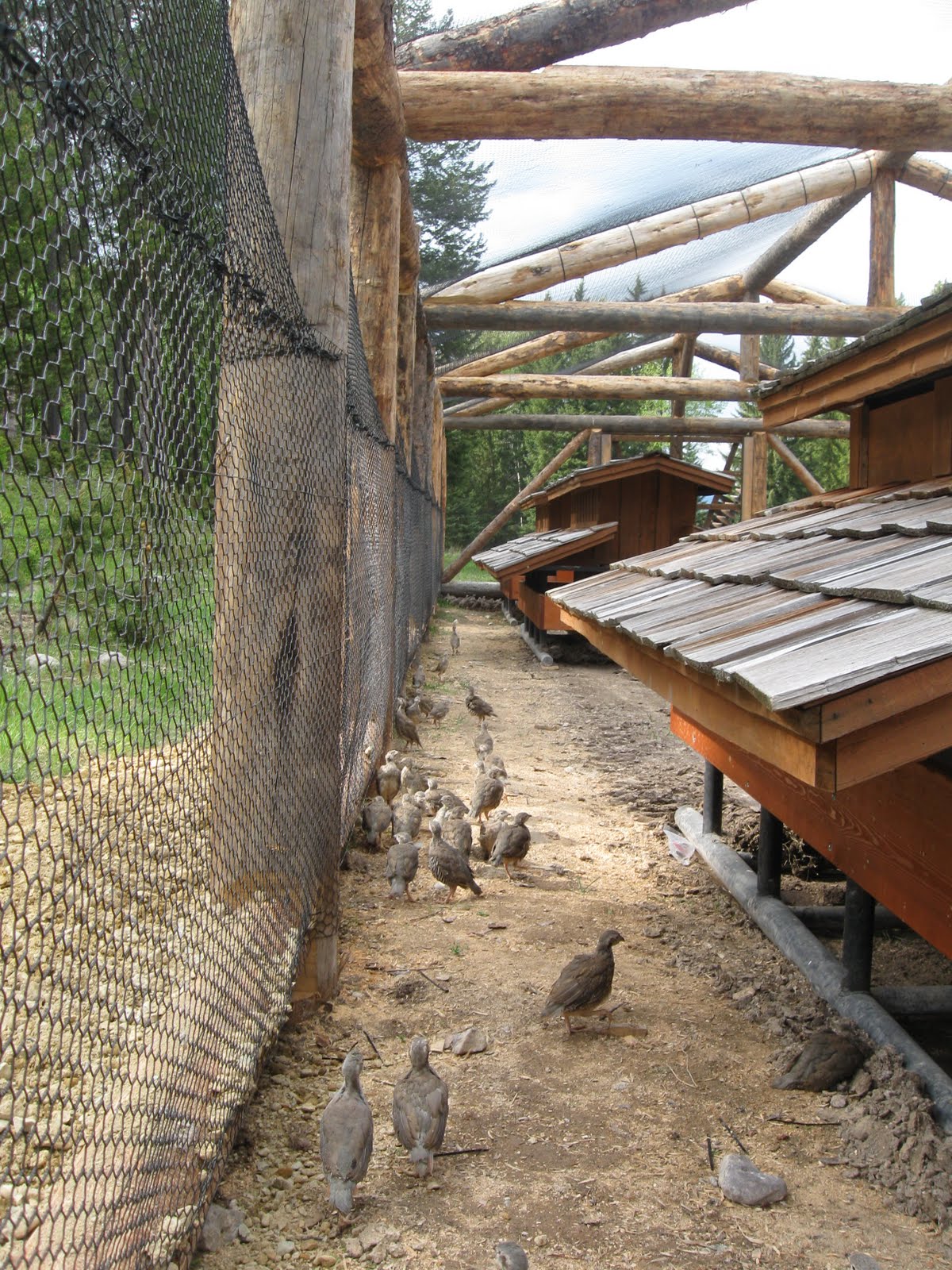 WEBLOG: CHUKAR RELEASE