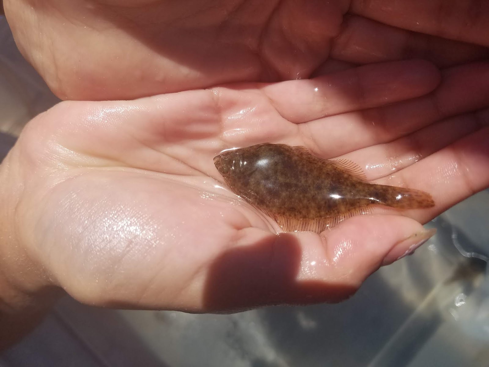 Sea, Sand and Sky We caught Flounder Babies!